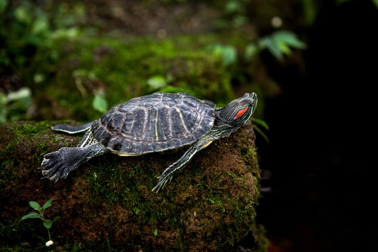 Optimal Environments for Red-Eared Sliders: Aquascaping Essentials